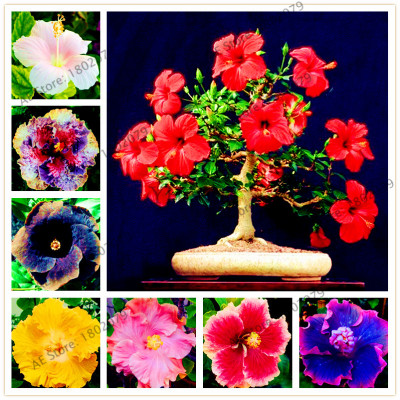 Hot Sales M Enjoymygarden Com