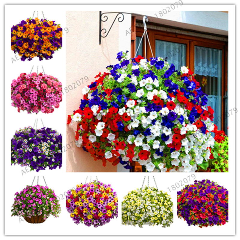 200Pcs/Pack Mixed Colors Hanging Petunia Flower Seeds Balcony Bonsai Calibrachoa