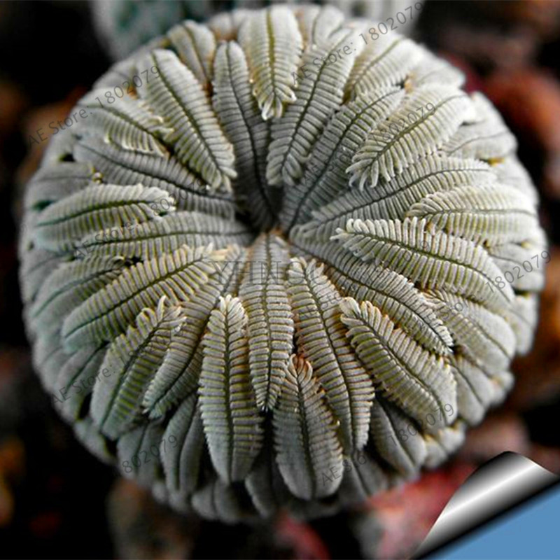 Semi Bonsai per s succulenti Interni 200 Rare Seeds Mix Lithops Lig Pietre Succulente Garden Organic Seed Bulk Semi Bonsai per s succulenti Interni 200 Rare Seeds Mix Lithops Lig Pietre Succulente Garden Organic Seed Bulk