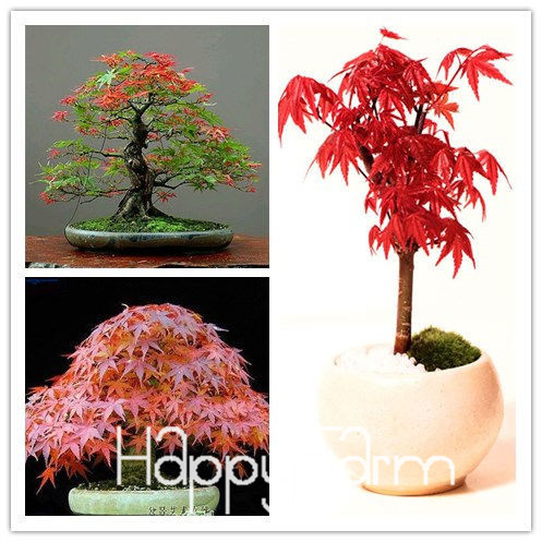 Us 0 8 Japanese Red Maple Bonsai Tree Cheap Seeds Mini Bonsai Seeds 50 Seeds 11 Kinds Mixed Very Beautiful Indoor Tree Br3kl M Enjoymygarden Com