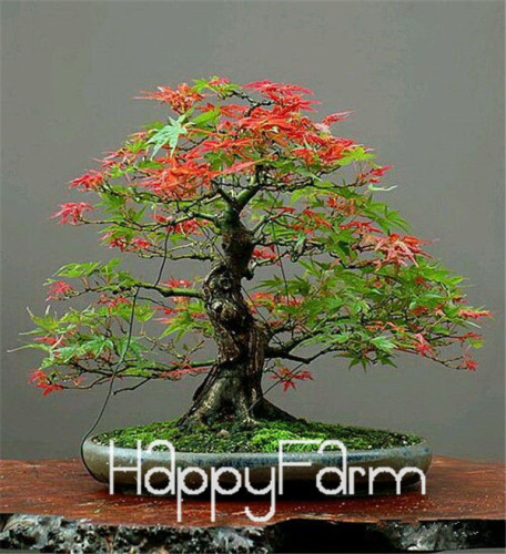 Us 0 8 Japanese Red Maple Bonsai Tree Cheap Seeds Mini Bonsai Seeds 50 Seeds 11 Kinds Mixed Very Beautiful Indoor Tree Br3kl M Enjoymygarden Com