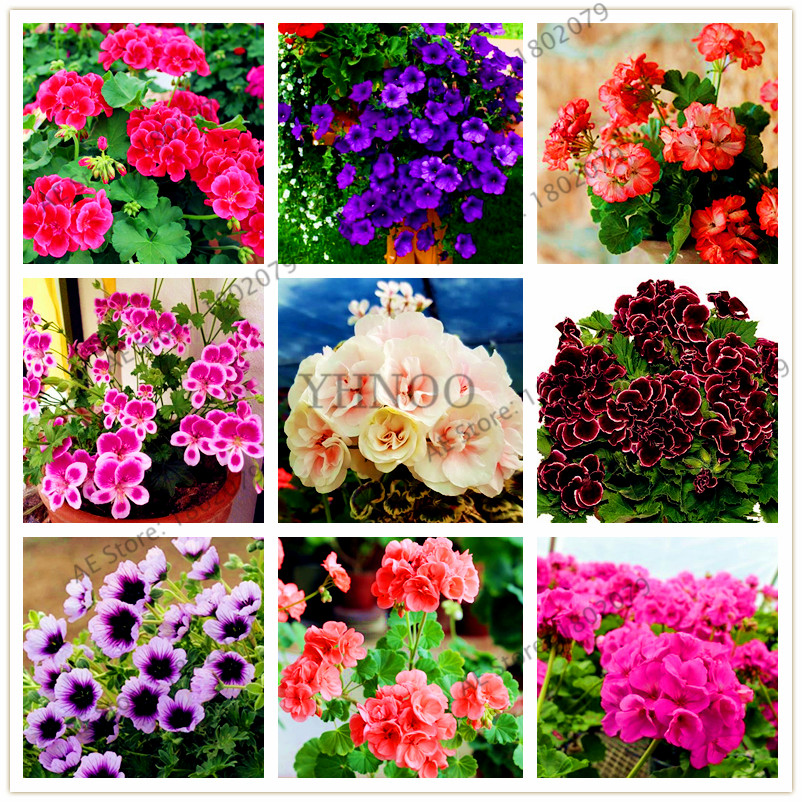 Rare Geranium Pelargonium Perennial Bonsai Flowers Plants 2021 New 100 PCS Seed