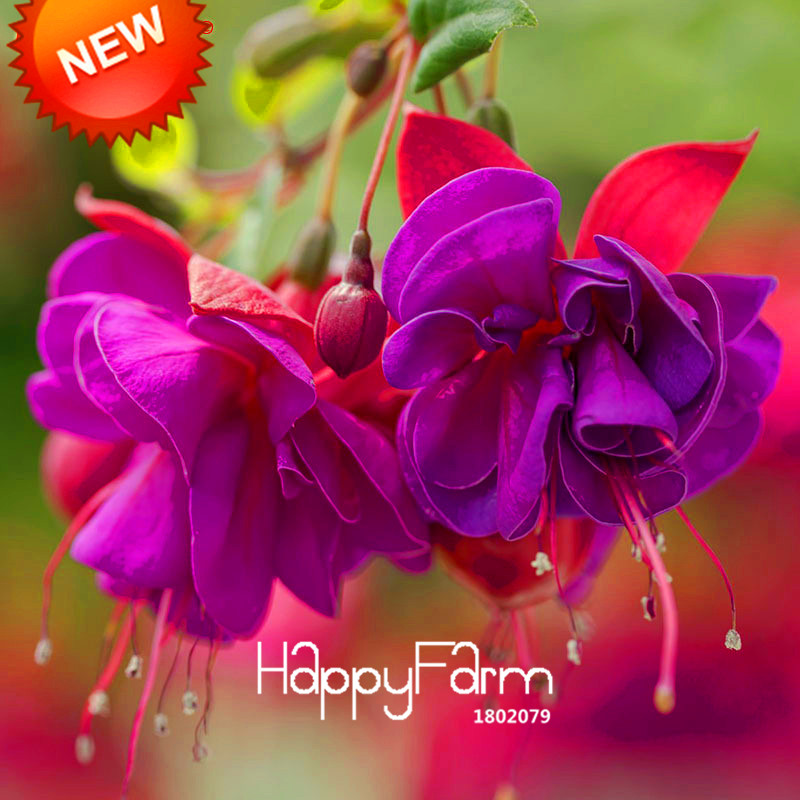 50 White Fuchsia Seeds Potted Flower Seeds Potted Plants Hanging Fuchsia