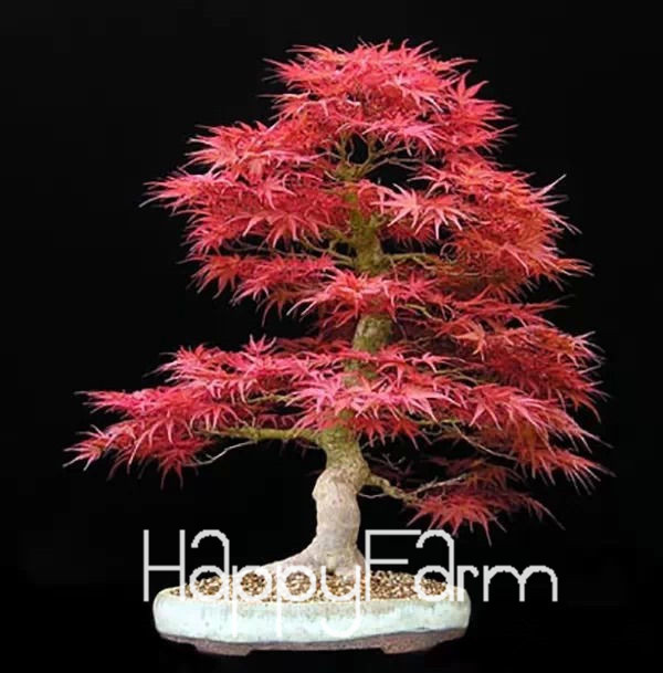 Us 0 8 Free Shipping 20pcs Maple Feathers Seeds Bonsai Seed The Budding Rate 90 B7sz0r M Enjoymygarden Com