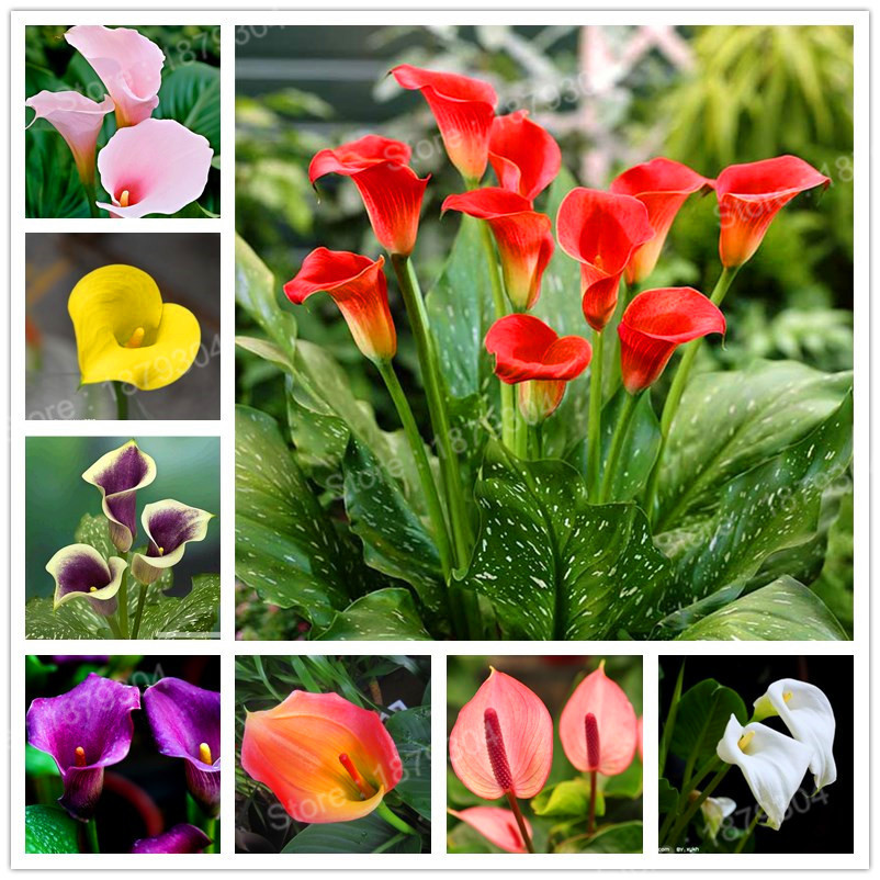 Us 0 8 Hot Sale 200pcs Bag Calla Lily Seeds Colorful Flower Seeds Calla Seeds Lily Seeds Bonsai Plant For Home Garden M Enjoymygarden Com