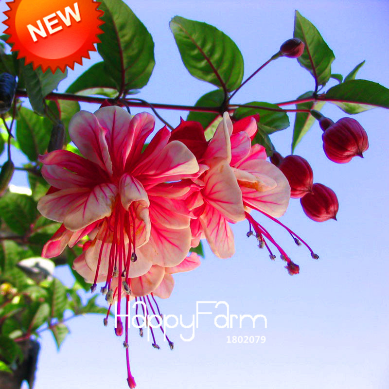 Us 0 8 Best Ing Multicolor Pink Double Petals Fuchsia Seeds Multicolor Pink Double Petals Fuchsia Seeds Potted Flower Plants Hanging