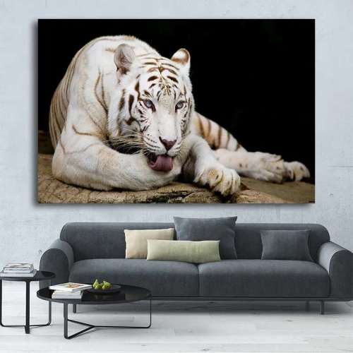 Cute White Tiger Wall Art