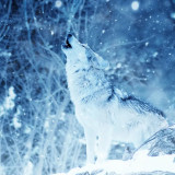Winter Howling Wolf Wall Art