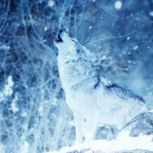 Winter Howling Wolf Blanket