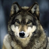 Alpha Wolf Hoodie