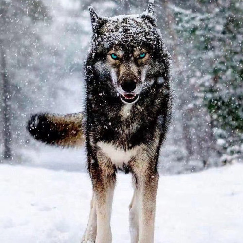 Snowy Wolf Hoodie
