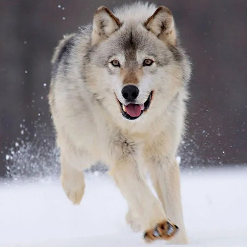 Running Wolf Hoodie