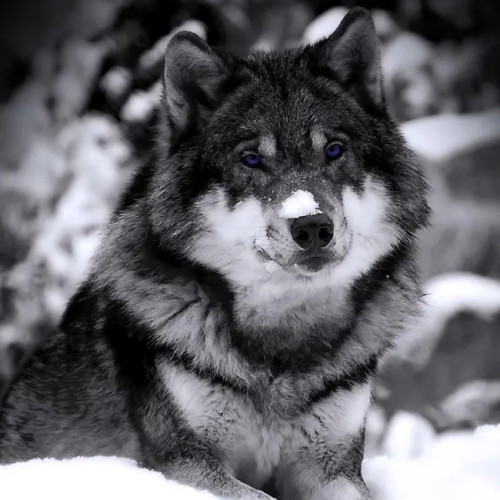 Animal Wolf Blanket