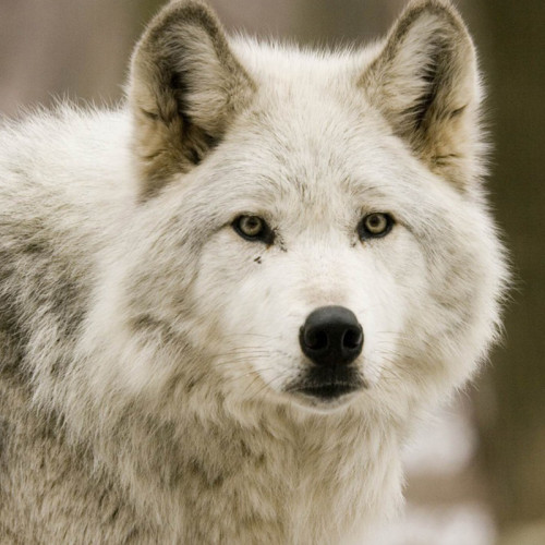 White Wolf Hoodie