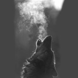 Howling Wolf Wall Art