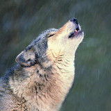 Wolf Howl Hoodie