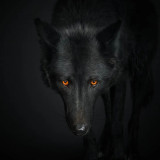 Black Wolf Painting Art