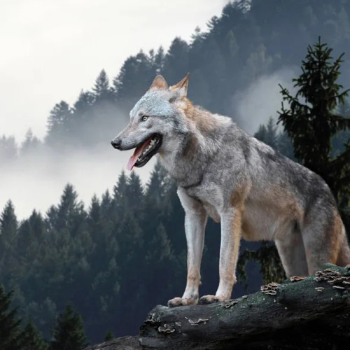 Wild Wolf Hoodie