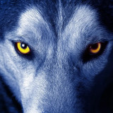 Wolf Eye Painting Art