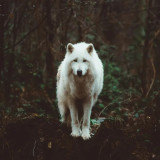 Cute White Wolf Blanket