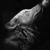 Howling Wolf Painting Art