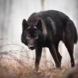 Black Wolf Blanket