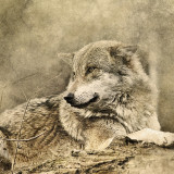 Wolf Drawing Painting Art