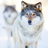 Wolf In Snow Painting Art