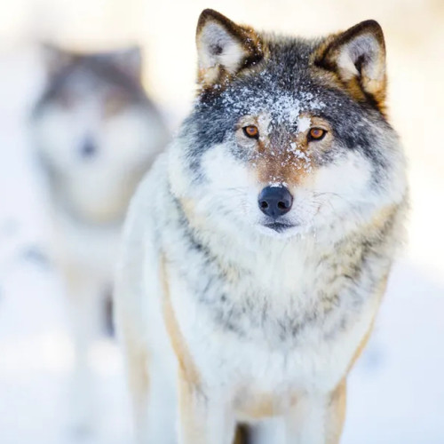 Wolf In Snow Hoodie