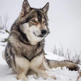 Wolf Dog Backpack