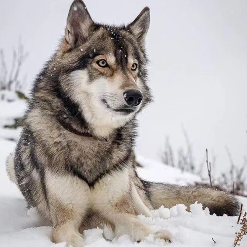 Wolf Dog Hoodie