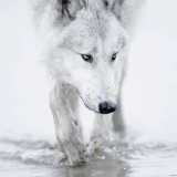 Arctic Wolf Painting Art