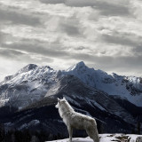 Winter Mountain Wolf Blanket