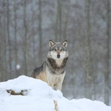 Winter Wolf Blanket