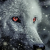 White Wolf Painting Art