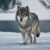 Gray Wolf Painting Art