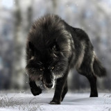 Black Wolf Painting Art