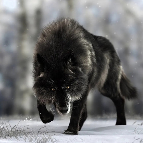 Black Wolf Hoodie