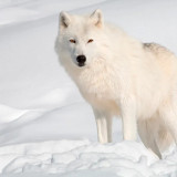 Arctic Wolf Painting Art