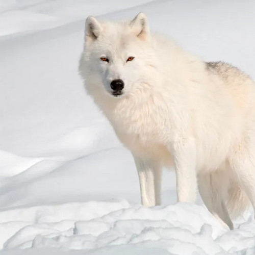 Arctic Wolf Blanket
