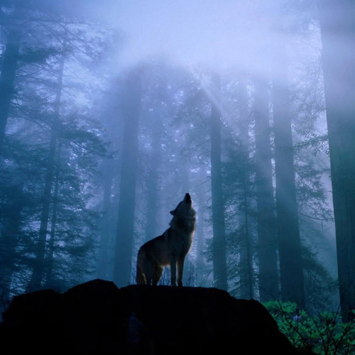 Howling Wolf In Forest Blanket
