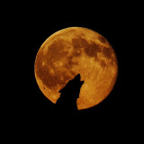 Wolf Howling Moon Blanket