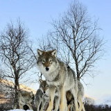 Wolf Packs Painting Art