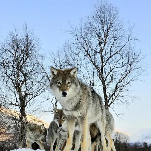 Wolf Packs Tapestry