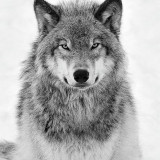 Wolf Portrait Blanket