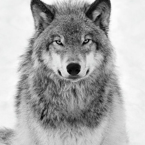 Wolf Portrait Hoodie