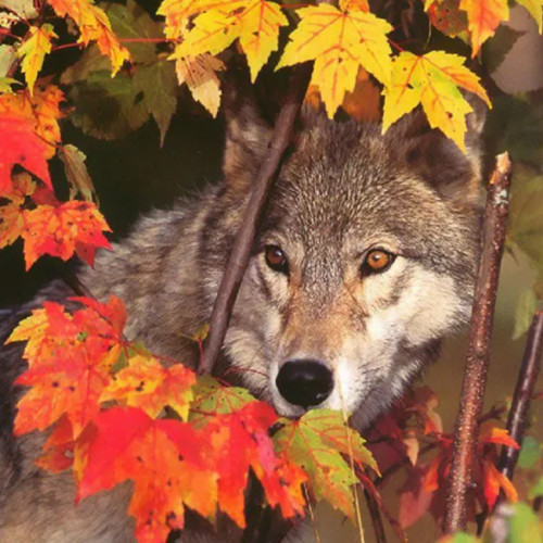 Leaf Wolf Hoodie