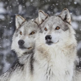 Snow Wolf Couples Painting Art