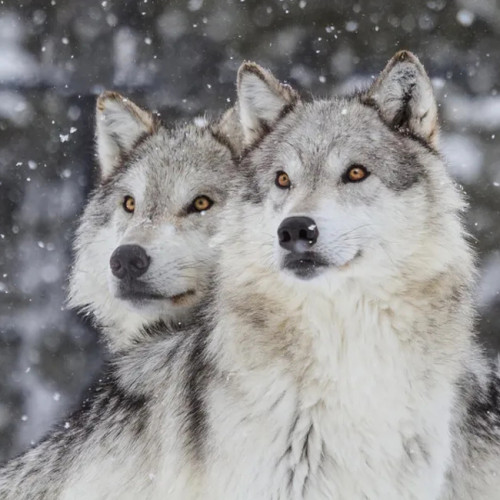 Snow Wolf Couples Wall Art