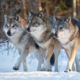 Wolf Packs Painting Art